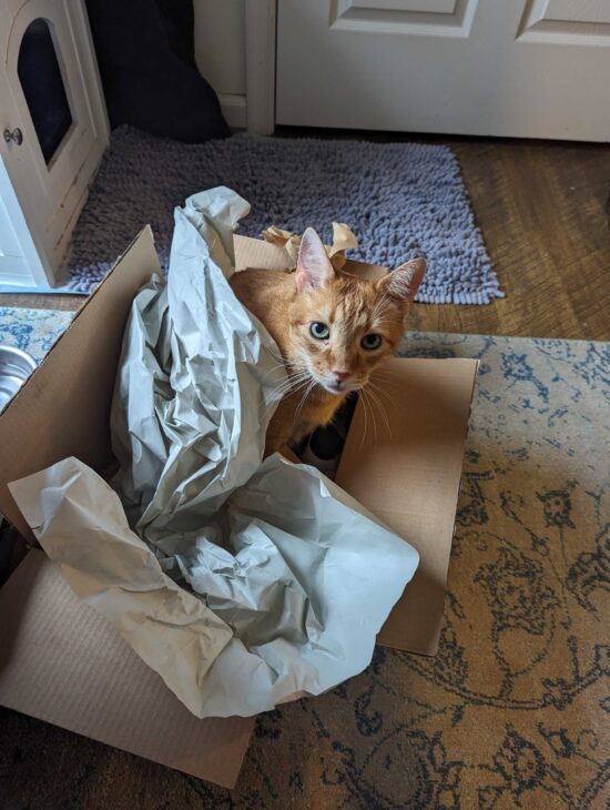 Wilbur IN the box with paper over his back, looking up at me because there ARE TREATS in the box