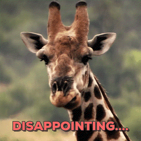 A giraffe chews while the word disappointing is displayed in front of it