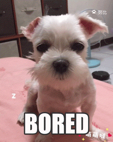 A little white dog sits in front of a sign that says Bored