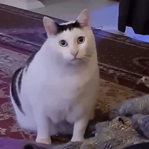 a chonky cat opens its mouth in surprise