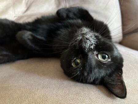 A black cat with a white snoot lays upside down.