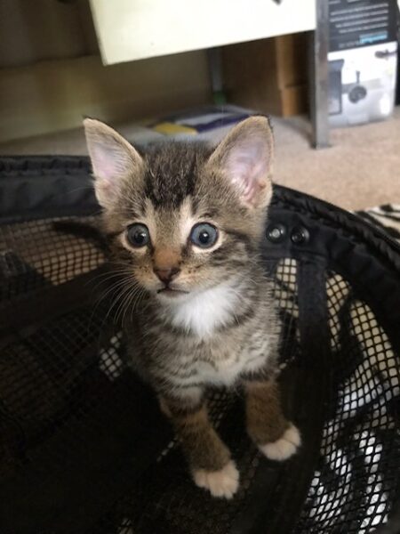 A tiny tabby kitten with blue eyes