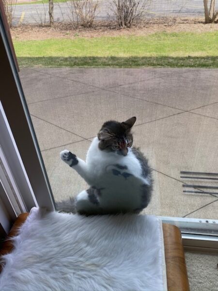 A cat is stuck between a glass patio door and a screen door