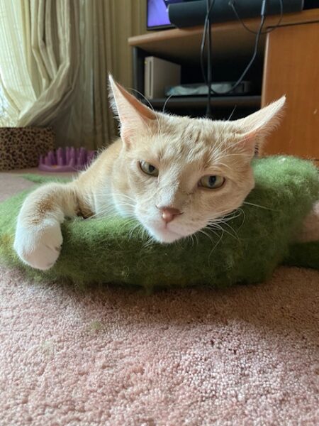 A buff colored tabby reclines on a felt cat bed