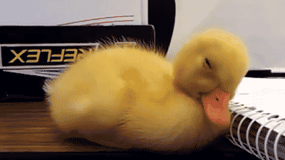 a duckling falls asleep