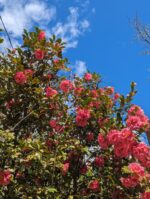 A photograph of a deep pink camellia in bloom with dark green glossy leaves against a bright blue sky