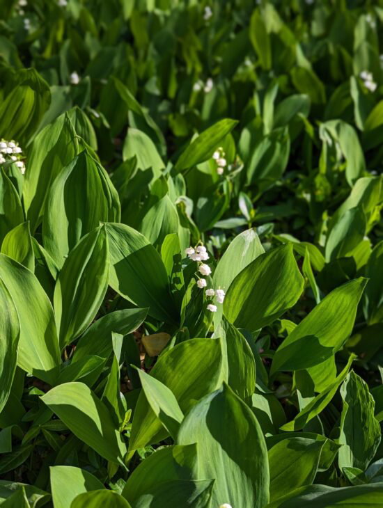 a close up of my neighbor's lawn which is half lilly of the valley 