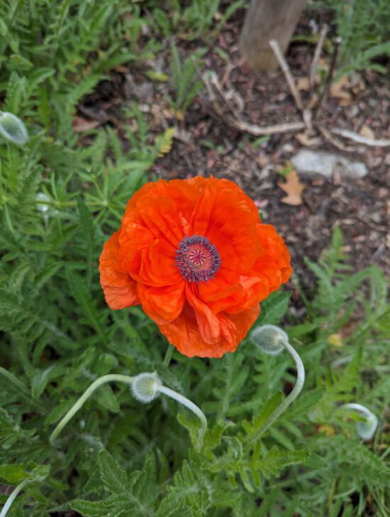 a bright orange-red poppy with flower buds behind it ready to bloom