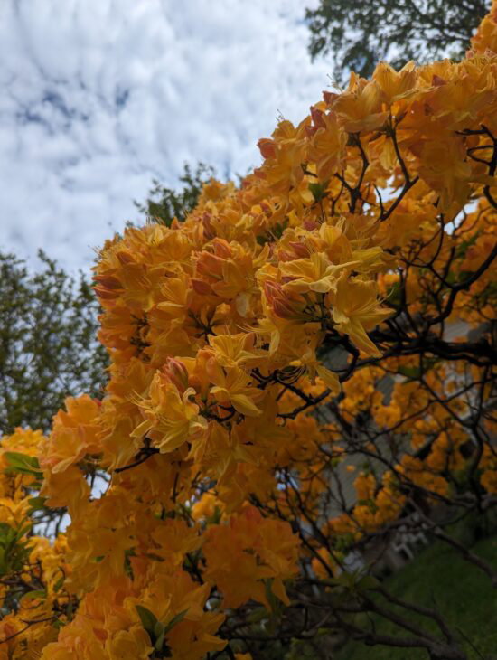 an azaela bush from below with nonstop orange-yellow creamsicle colored flowers 