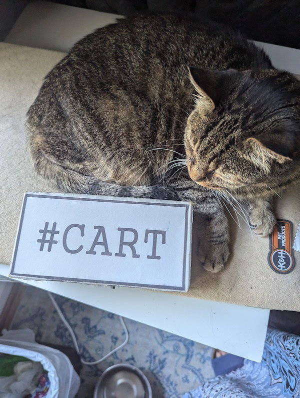 Katie, a grey tabby, posing with a box that says CART which stands for Cards Against Romance Tropes