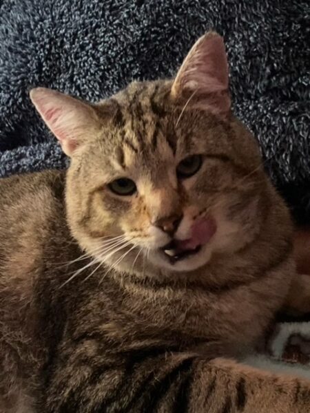 A big handsome tabby cat licks his chops
