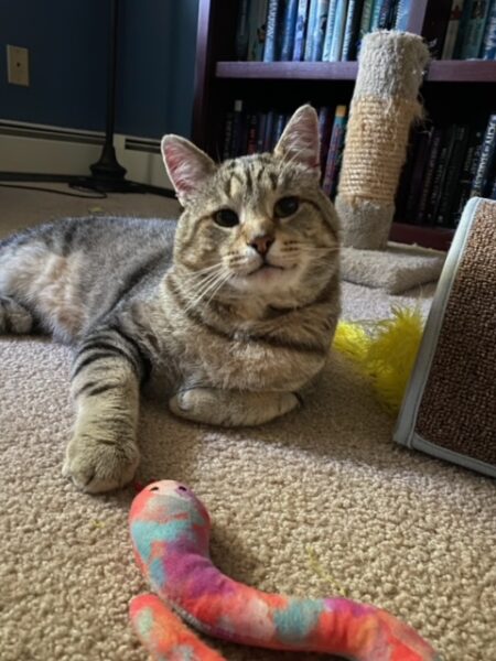 A big handsome tabby boy