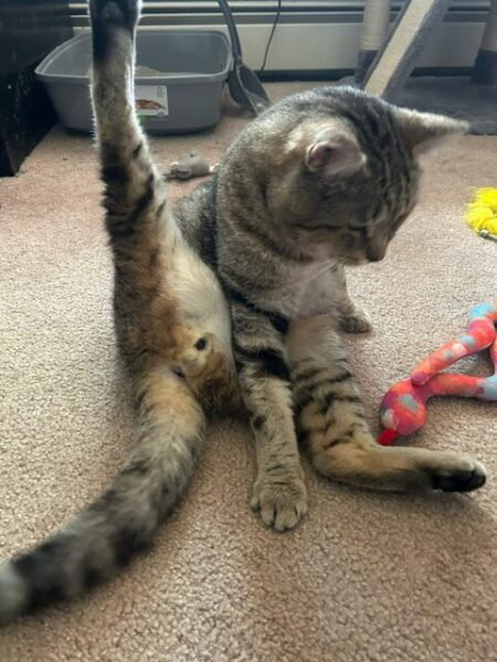 Picasso sits with one leg in the air