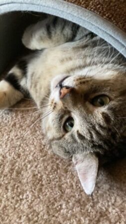 Picasso has a sweet fluffy face