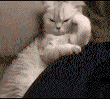 a cat looks annoyed