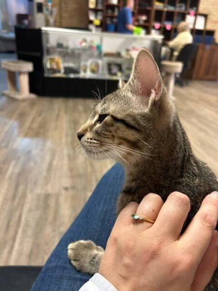 A little tabby kitten sits on my lap