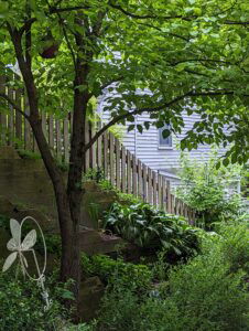 A view of part of my backyard with a dogwood tree and a gourd shaped bird house, a metal fan, some very healthy hostas, and a wooden fence that curves down between the fence posts. it's very green back here