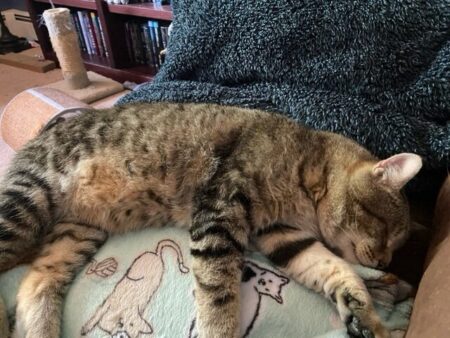 Picasso is sound asleep on the loveseat ignoring this silliness