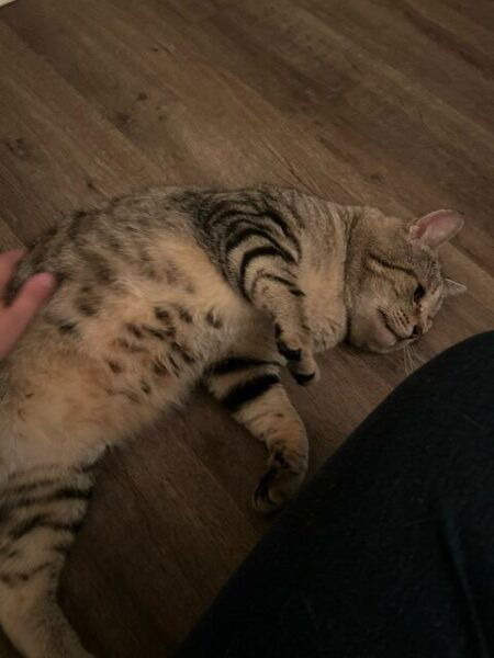 My sweet foster boy Picasso shows off his amazing belly