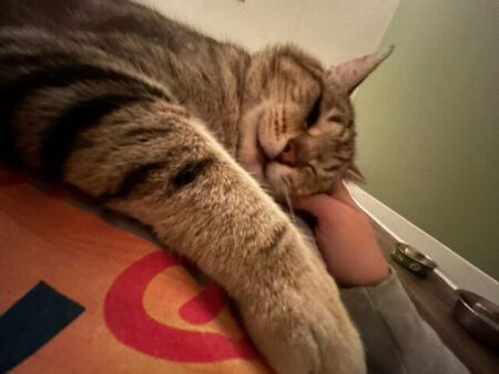 Picasso is draped across me