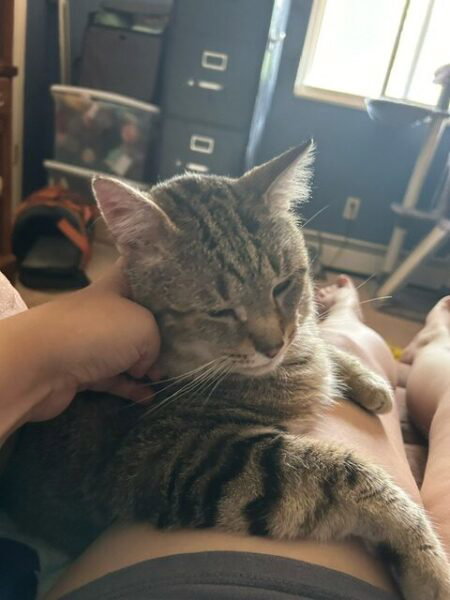 Picasso drapes across my leg and leans into ear scratching