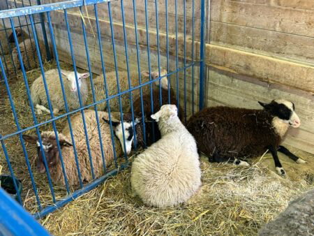 A group of six sheep of varying colors doze in their pen.