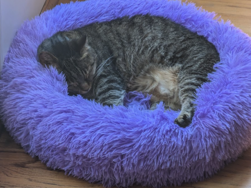 A small black tabby cat curled up with one leg out, asleep in the purple pet bed 