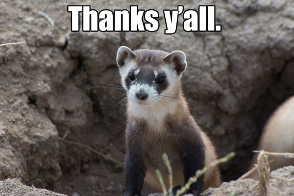 A creative commons image of a black footed ferret with black eyes and ears and white and grey fur poking its body out of a hole in the ground. above it says THANKS'YALL Source- wikimedia commons