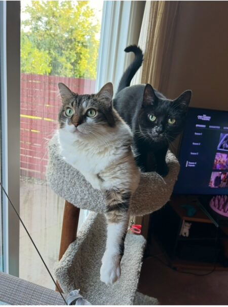 A white and brown tabby and a black cat sit on top of a cat tree together. They are almost stacked on top of each other, 