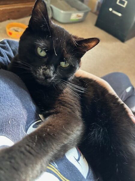 A black cat with a white snoot rests on a lap with one paw extended toward the camera