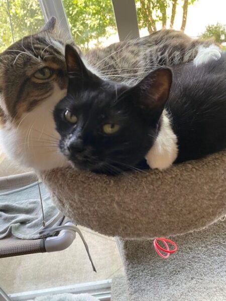 Muzzy and Fish snuggle in a cat tree. He has his paw around her.
