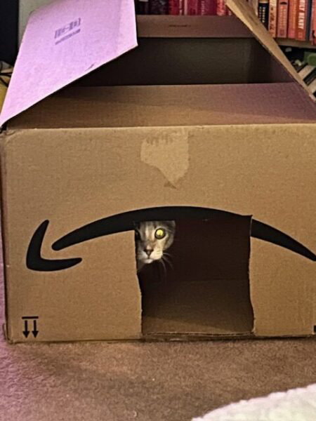 A buff cat hides inside a big amazon box