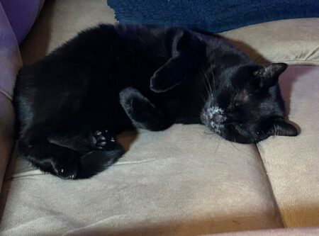 Muzzy sleeps on her side with her little feet tucked in her by her chest. you can see her tiny black toe beans