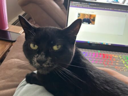 Muzzy lays in my arms while I type