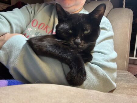 A black cat with a white muzzle has one leg curled in front in a very saucy position, looking like a guy leaning on a bar to flirt with someone. 