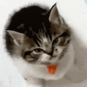 a kitten is angry