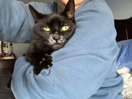 A black cat with a white snoot cuddles in my arms