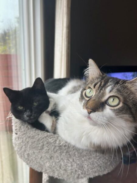 Muzzy, a very small black cat, is in a cat bed UNDER Fisher, a large and very dumb longhair cat. Fisher looks like he's looking into the void, while Muzzy looks very content. 