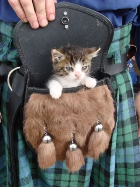 A kitten rides in a sporran