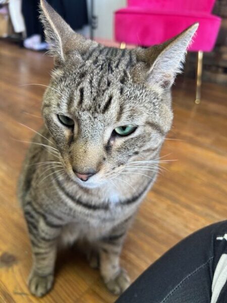 A brown tabby with green eyes