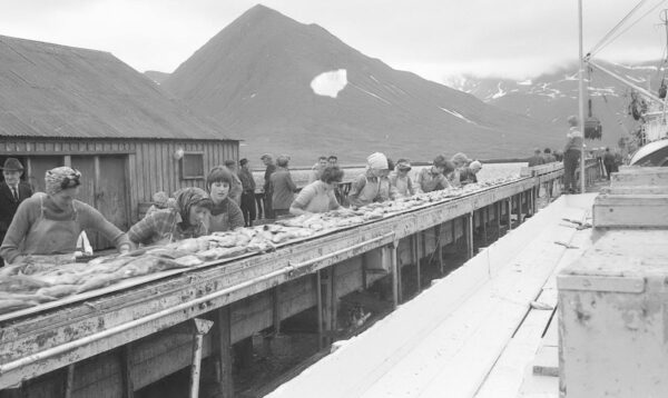 A black and white photo shows women lined up in front of a long trough full of fish. They are outside and processing fish.