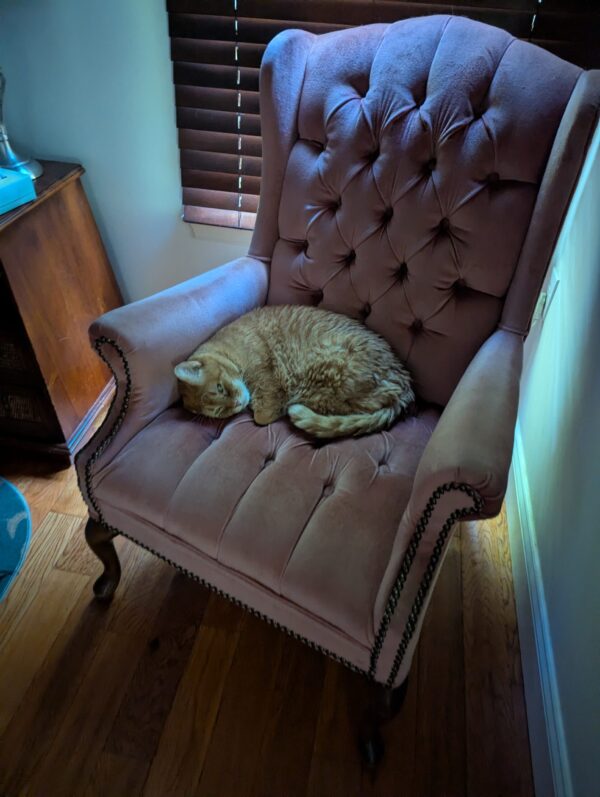A pink wingback chair with rivets? studs? whatever those metal buttons are called. The chair is in a corner of a dim room, and across the back corner is a curled up orange tabby, aka Wilbur, who has one eye open and looks annoyed that I'm disturbing him.