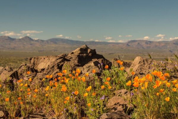 Orange flowers wave in front of a view of rocky desert and a distant mountain range