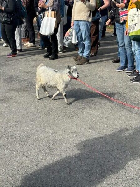 a little gray goat being walked on a leash