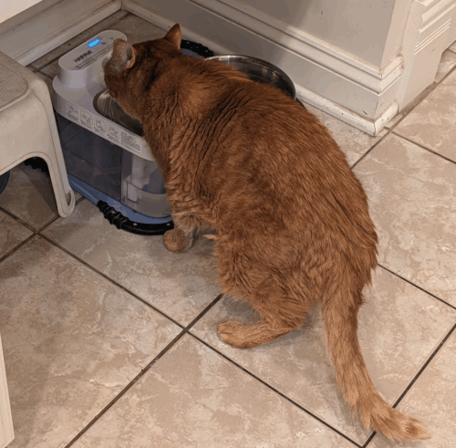 A view of Wilbur, a somewhat scrungly orange tabby senior, drinking from the cat fountain. His usually water bowl is to the right and he is ignoring it