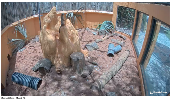 A clip of the meerkat residence at the Miami zoo, with a meerkat perched on top of a hill looking out the window. 