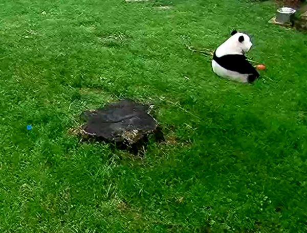 A black and white panda sits in the grass in a slumpy relaxed position staring off into space 