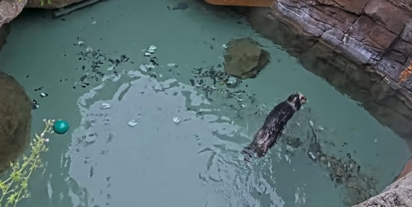 A grey pool with open shells at the bottom and a large sea otter swimming on its back across the water 
