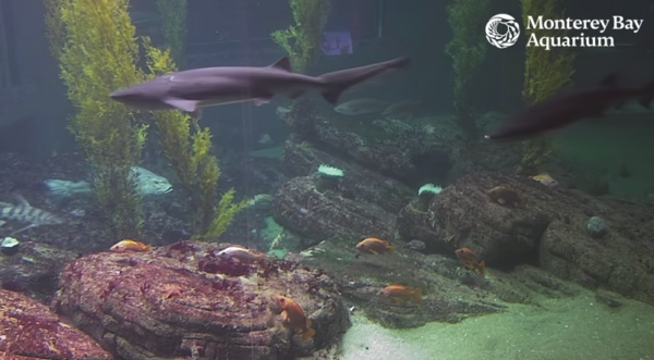 A screenshot of some sharks swimming by in the shark habitat. They're both large and grey and very chill