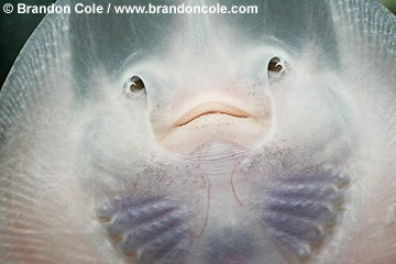 An image of the underside of a sting ray 